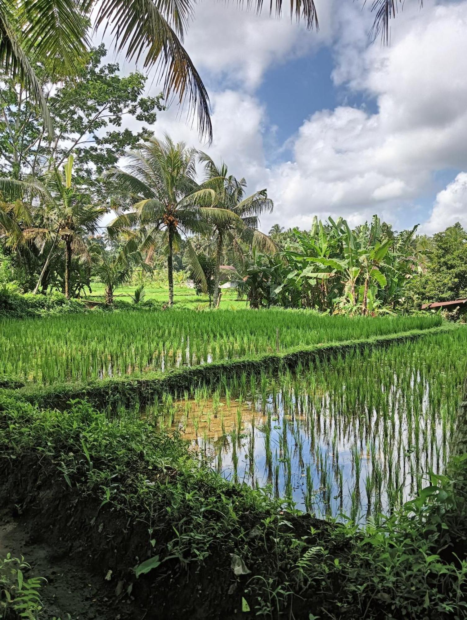 Rumah Guci Ubud Buitenkant foto